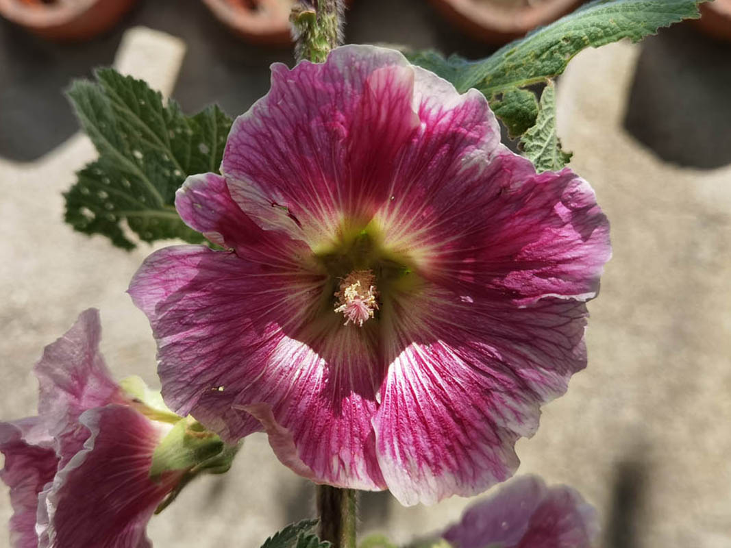 Alcea rosea
